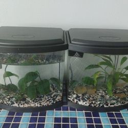 2.5 gallon Fish Tanks