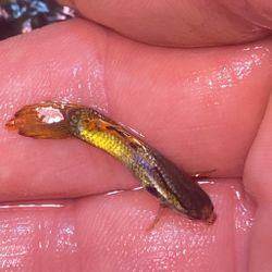 Aquarium Decorations 