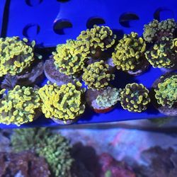 Fish Tank Frags Decor