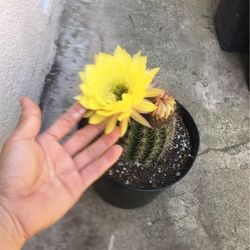 Cactus