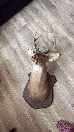 Whitetail Deer Taxidermy Mount