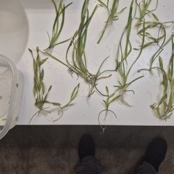 Aquarium Plants 