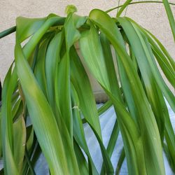 Huge "Pregnant Onion" Plant - 7 Plants In 10" Pot
