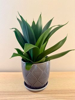 Beautiful  Live Jade Snake plant in 6” ceramic pot