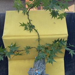 Bonsai Plants For Sale $45 Each