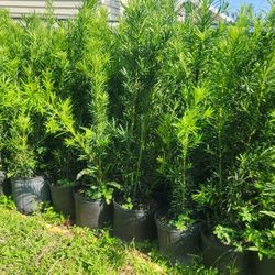 Beautiful Podocarpus Plants For Privacy!!! About 3.5 Feet Tall!!! Fertilized 