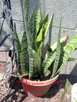 Plants