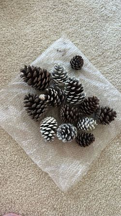 pine Cones