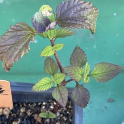 Mayan Mint Plant - Aztec Sweet Herb - Azucar de los Aztecas - Hierba planta menta