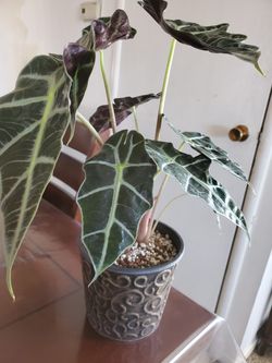 Alocasia elephant ear plant