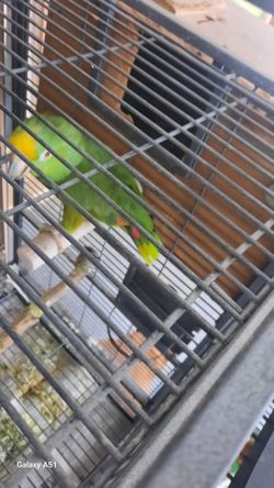 Parrot cage