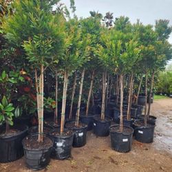 Japanese Blueberry Tree 15gallon 10ft Tall 