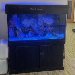 Salt water fish tank
