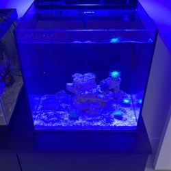 10 Gallon Saltwater Tank