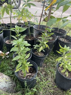 Planta De Albacar Morada 
