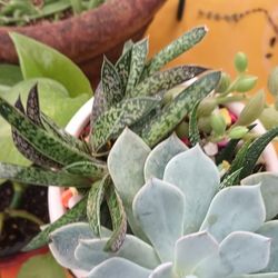 Arrangement  Succulent Plants .