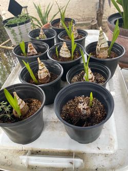 Cymbidium orchid plant