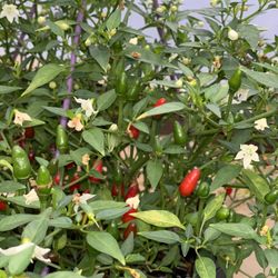 Bird's Eye Chilies Live Plant 