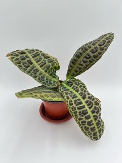 Labisia Turtle Back Kura Kura Rare Live Houseplant “Exact Plant”