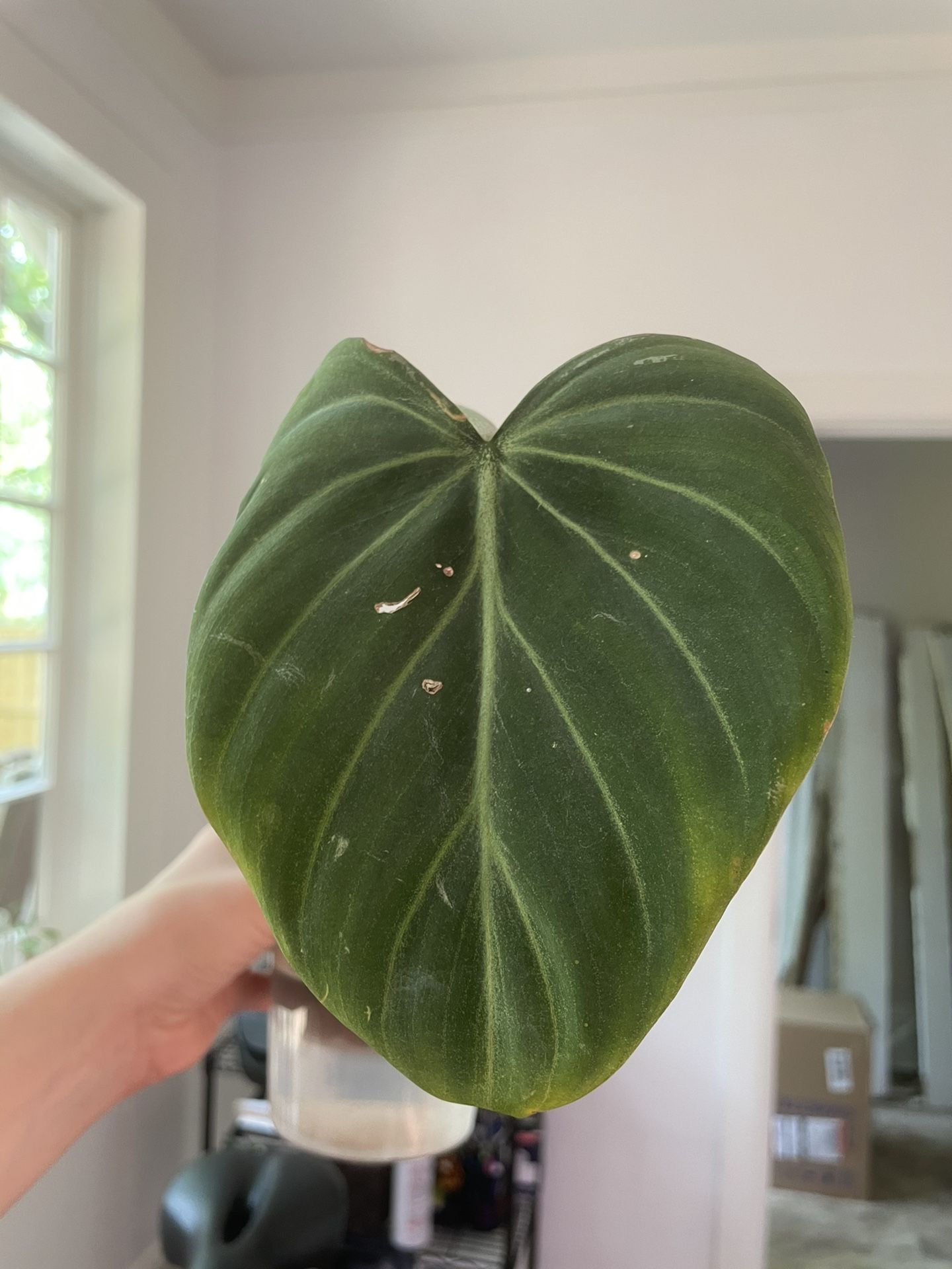 Philodendron Gloriosum