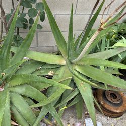 Planta