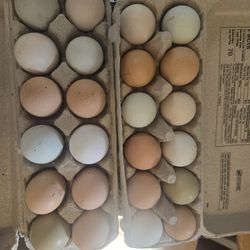 Eggs for sale $5.00 per dozen