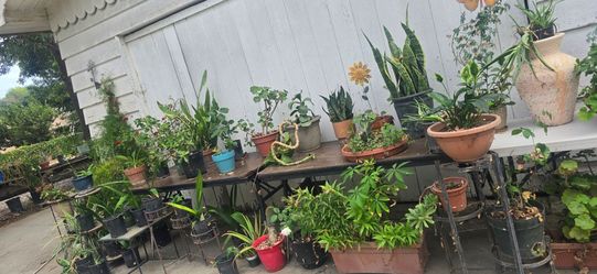 Plants for Sale / Plantas de Venta