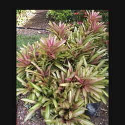 Beautiful bromeliads! $5 each