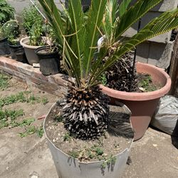 Sago Plants