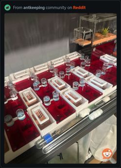 Ant Farm