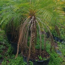 Date Palm /Phoenix roebelenii.
