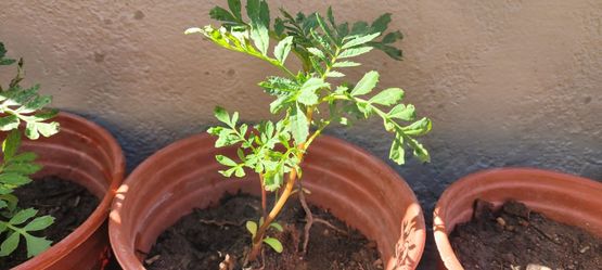 Casarse con la planta de oro