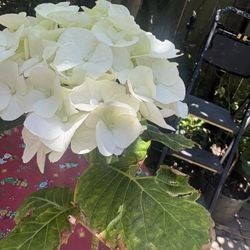 Ortencia Blanca Maceta De Dos Galones