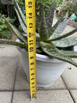 Aloe