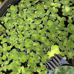 Water Lettuce