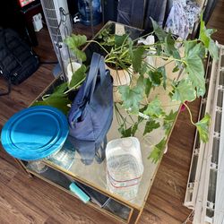 Glass Coffee Table