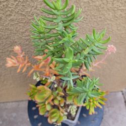 Succulent Arrangement