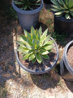 Sunglow Agave Rare Agave 