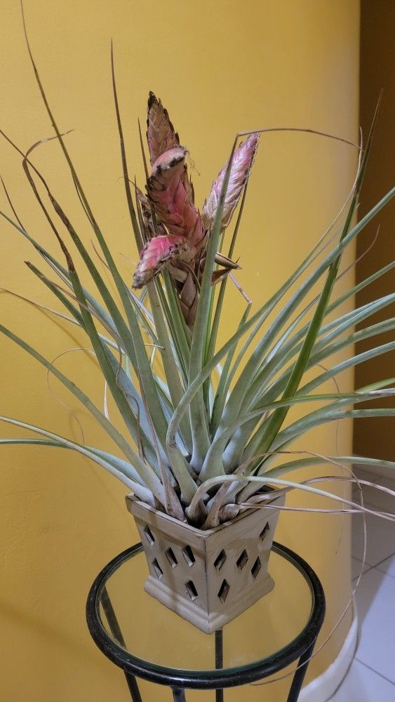 Rare Airplant