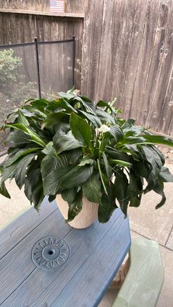 Peace Lily