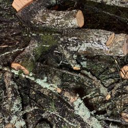 FREE  APPLEWOOD  Tree Logs FREE