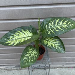 6”dieffenbachia tropic snow 