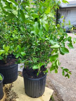 Barbados cherry plant