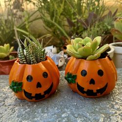 👻 Halloween Pumpkin Planter 🎃 🎃with Succulent 🪴 