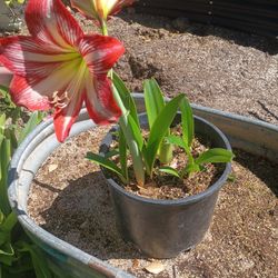 Macetero Con 8 Plantas De Azucenas