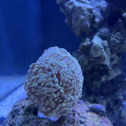 Gold Hammer Coral 