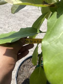 Oh La La Avacado  (super Hass) 