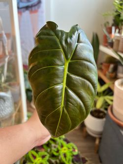 Alocasia ‘Golden Bone’