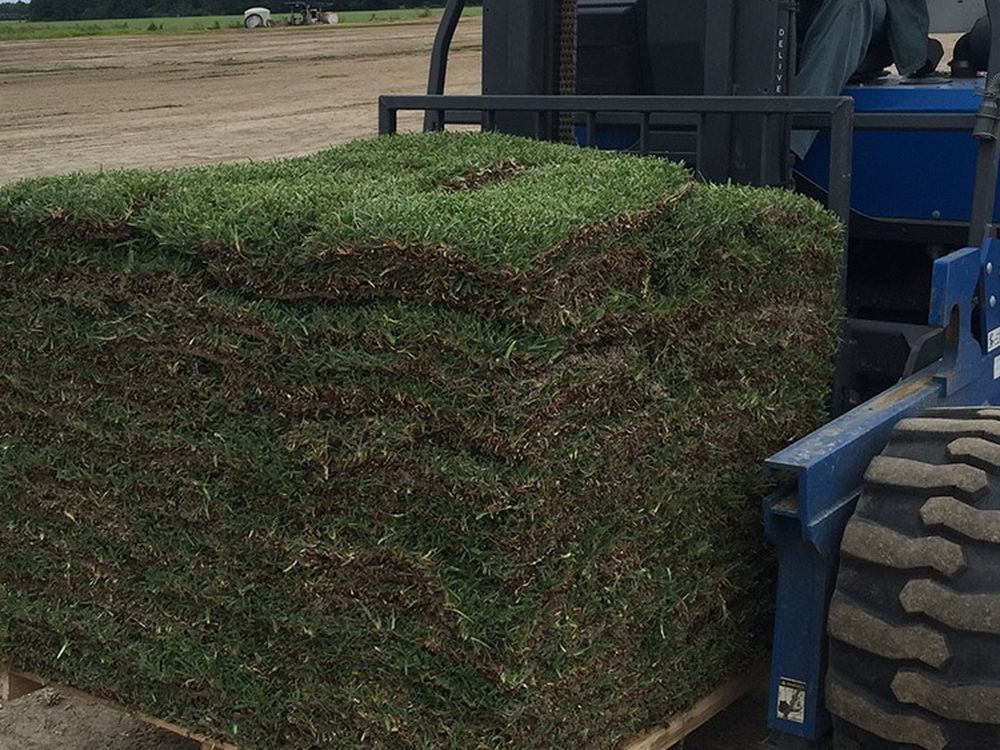 Palmetto Sod $175