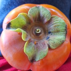 Fuya, Meyer Lemons, BAY Leaves 